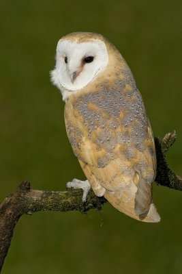 Effraie des clochers / Barn Owl