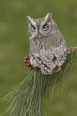 Petit duc macul / Eastern Screech Owl