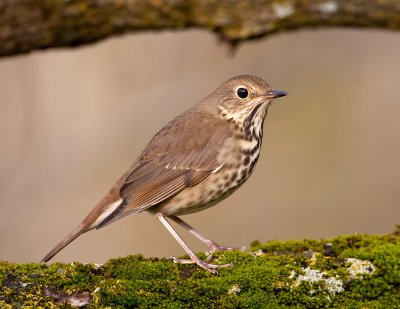 Grive solitaire / Hermit Thrush