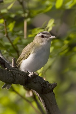 Vir�o aux yeux rouges / Red-eyed Vireo