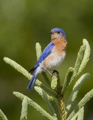 Merle bleu de l'Est / Eastern Bluebird