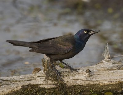 Quiscale bronz� / Common Grackle