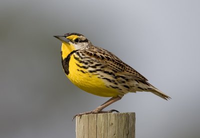 Sturnelle des pr�s / Eastern Meadowlark