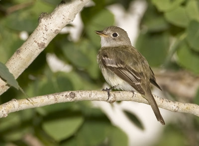 Moucherolle des Aulnes / Alder Flycatcher