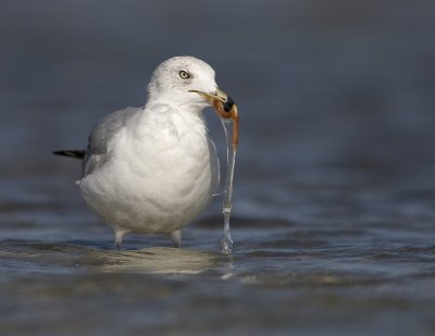 Goland  bec cercl / Ring-billed Gull