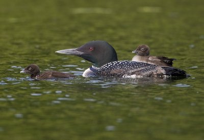 Plongeon Huards / Common Loons