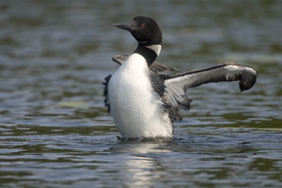 Plongeon Huard / Common Loon