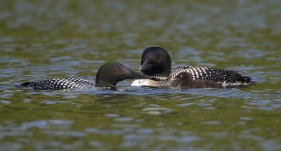 Plongeon Huards / Common Loons