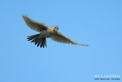 Sky Lark 