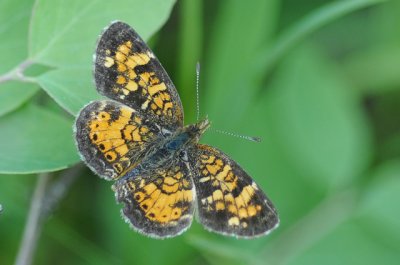 Pearl Crescent