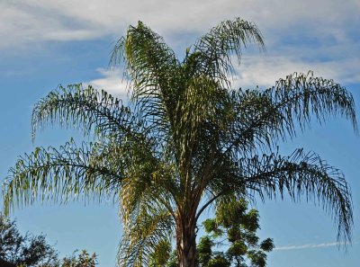 Majestic palm tree.jpg