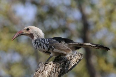 Damara Red-billed Hornbill