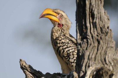 Southern Yellow-billed Hornbill