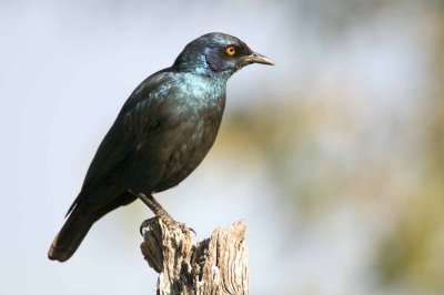 Cape Glossy Starling