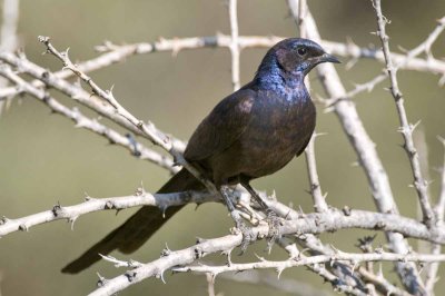 Meves's Starling