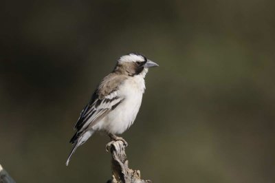 White-browed Sparrow-weaver