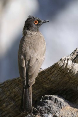 Red-eyed Bulbul