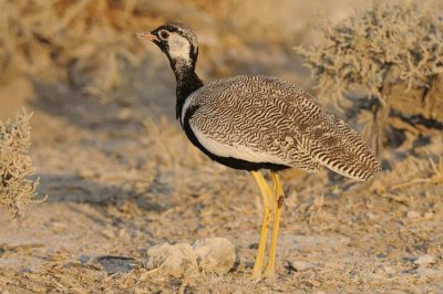 White-quilled Bustard