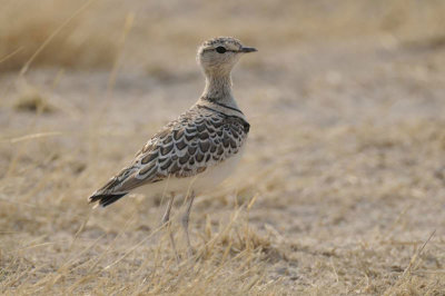 Double-banded Courser