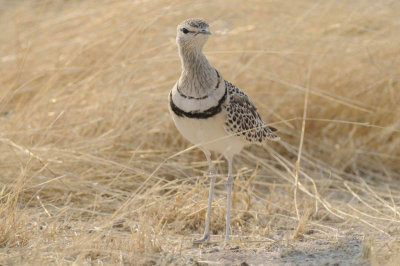 Double-banded Courser