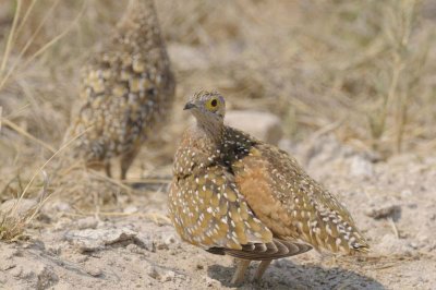 Burchell's Sandgrouse