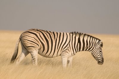 Plains Zebra