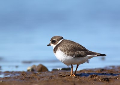 Pluvier semipalm, Semipalmated Plover