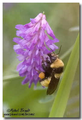 Bourdons - Bumblebees