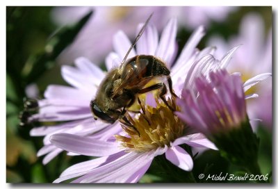 Abeille - Bee