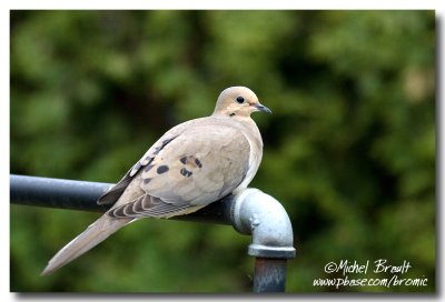 Tourterelle Triste - Mourning Dove