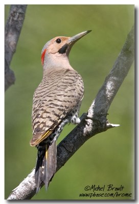 Pic flamboyant - Northern Flicker