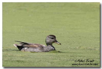 Canard chipeau - Gadwall Duck