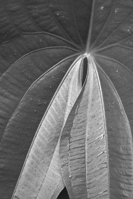 Arrowhead Leaf