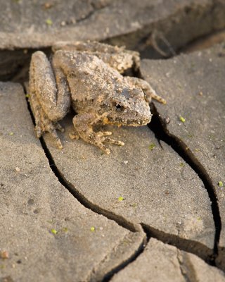 Leopard Frog and Mud