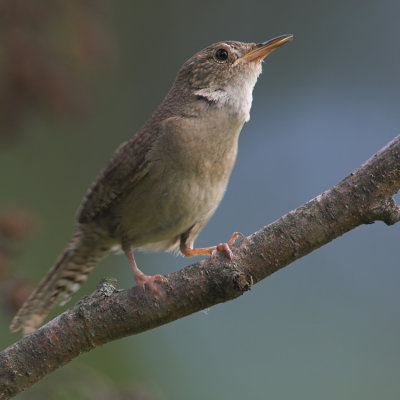 House Wren