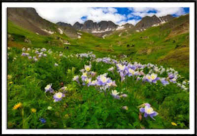 American Basin Columbine - San Juan Mountains, CO