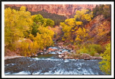 Autumn Cottonwoods and the Virgin River