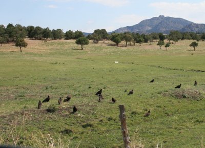 Vultures fighting over a meal