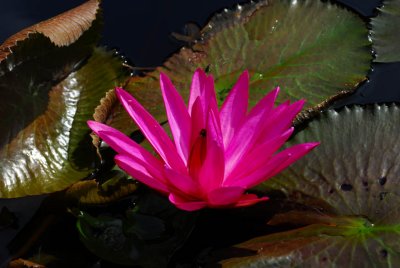 hoian49.jpg