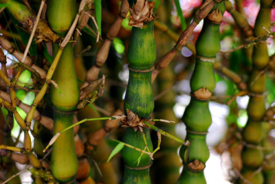 hoian53.jpg