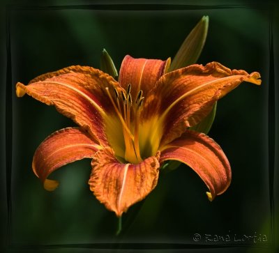 Hmrocalle fauve / Day lily