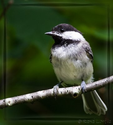 Msange  tte noireBlack-capped Chickadee