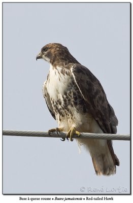 Buse à queue rousse / Red-tailed Hawk