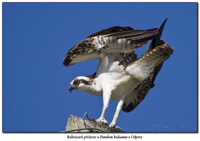 Balbuzard pêcheur / Osprey