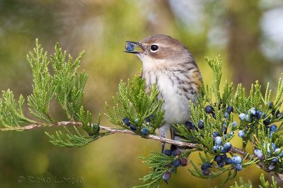 Paruline  croupion jauneYellow-rumped Warbler