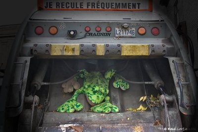 La grenouille et le camion