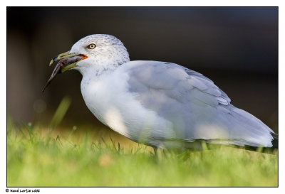 Goland  bec cercl / Ring-billed Gull