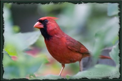 Cardinal rouge / Northern Cardinal