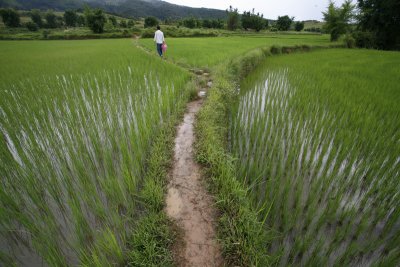 Path through Rice Paddy, Xieng Kouang Prov. Laos