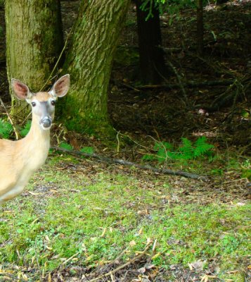 Blackwater Par deer.JPG